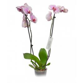 Orchidea phalenopsis - Ø květináče 12cm
