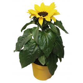 Slunečnice, Ø květináče 12 cm